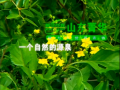 山东菁华 (330播放)